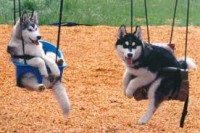 /album/tudosobrecachorrosegatos/cachorros-folgados-no-balan%c3%a7o-jpg1/